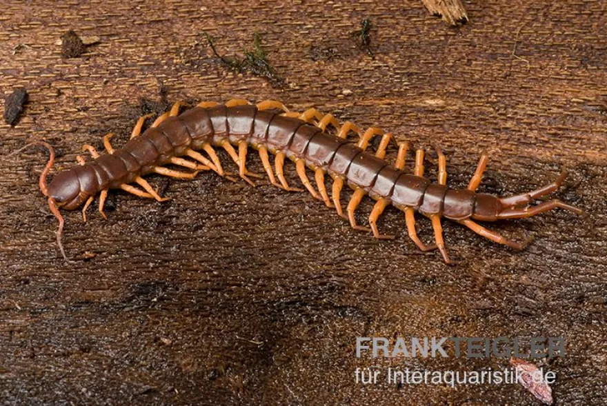 Hundertfüßer, Scolopendra subspinipes "Thai-Red-Dragon"
