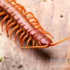 Hundertfüßer, Scolopendra subspinipes "Malay Red Cherry"