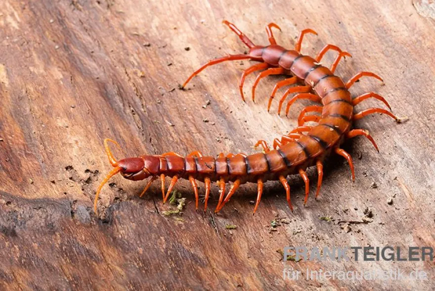 Hundertfüßer, Scolopendra subspinipes "Malay Red Cherry"