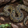 Hurricane-Königspython, Python regius