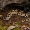 Hurricane-Multimorph-Königspython, Python regius