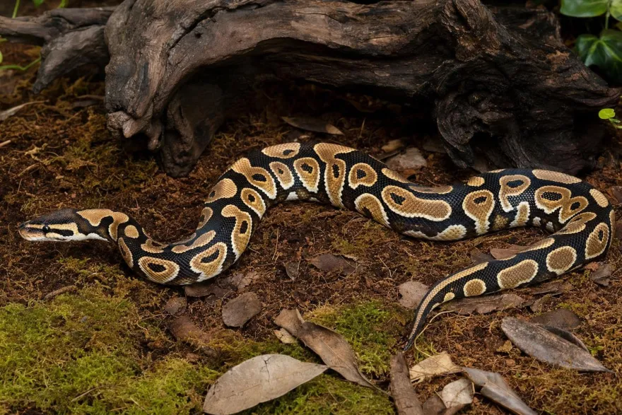 Hurricane-Multimorph-Königspython, Python regius