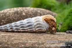 Hymalaya-Tylomelania, Tylomelania marwotoae "Hymalayan Rabbit"