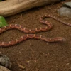 Hypo-Okeetee-Kornnatter „Scaleless“, Pantherophis guttatus