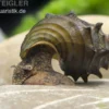Igelschnecke, Brotia armata