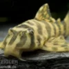 Imperial Tiger Pleco, L134, Peckoltia compta Imperial Tiger, 4-8 cm