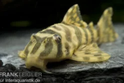 Imperial Tiger Pleco, L134, Peckoltia compta Imperial Tiger, 4-8 cm