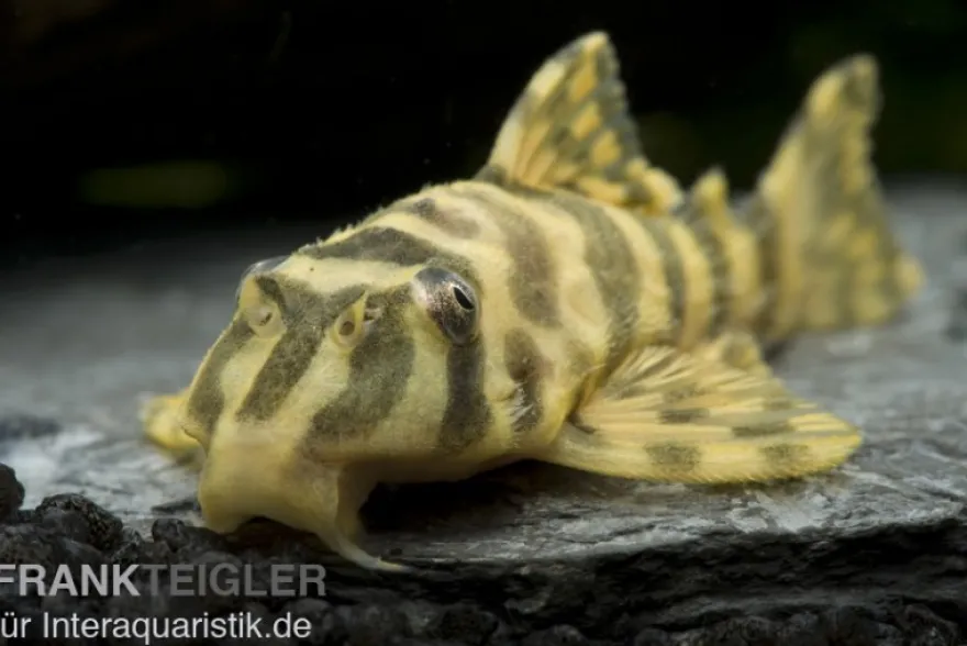 Imperial Tiger Pleco, L134, Peckoltia compta Imperial Tiger, 4-8 cm