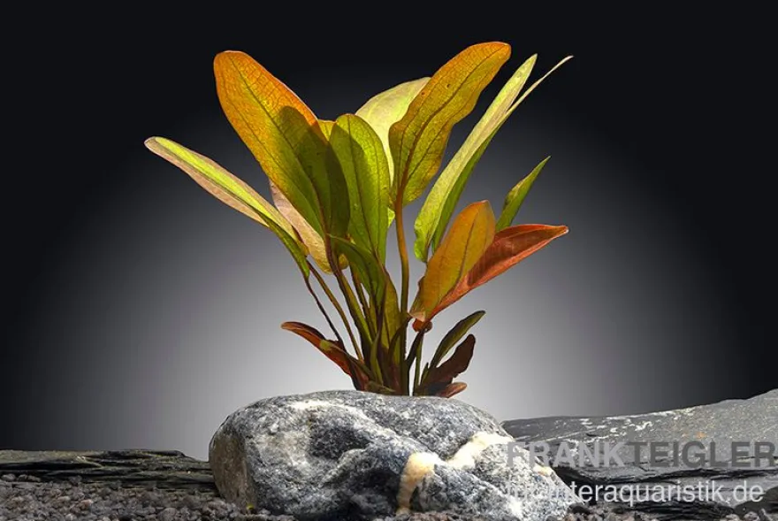 Indianer-Schwertpflanze, Echinodorus "Indian Red", im Topf