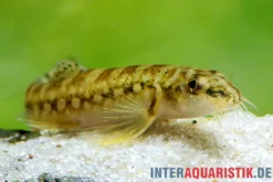 Indische Bachschmerle, Mesonoemacheilus guentheri