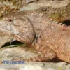 Indische Gartenagame, Calotes versicolor