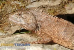 Indische Gartenagame, Calotes versicolor
