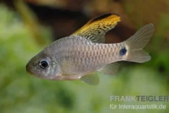 Indische Hochflossenbarbe, Oreichthys crenuchoides