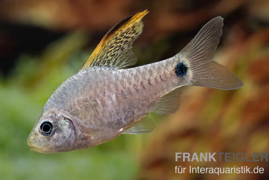Indische Hochflossenbarbe, Oreichthys crenuchoides