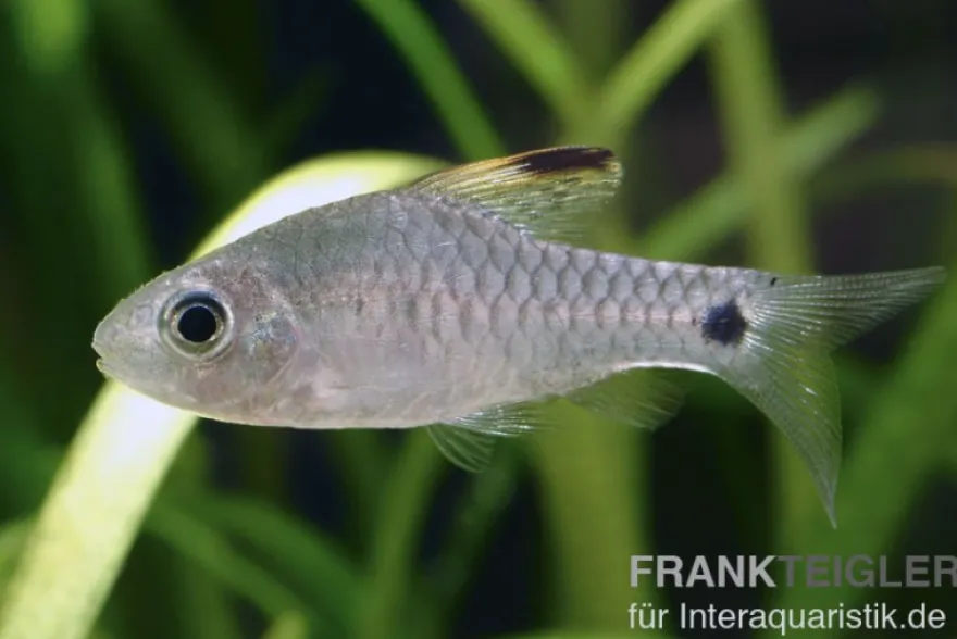 Indische Hochflossenbarbe, Oreichthys crenuchoides