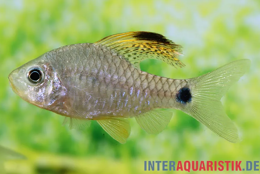 Indische Hochflossenbarbe, Oreichthys crenuchoides