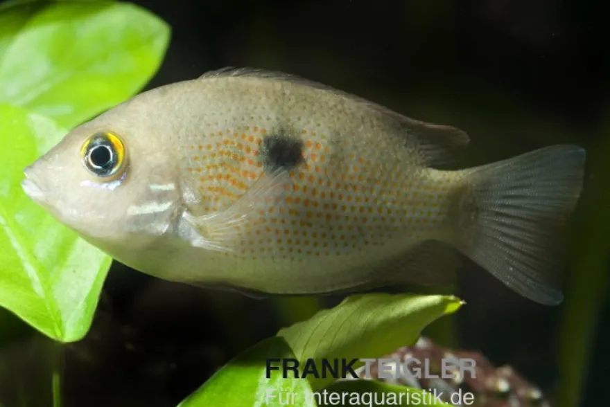 Indischer Buntbarsch, Etroplus maculatus