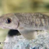 Indischer Fadenalgenfresser, Garra gotyla, 4-6 cm
