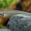 Indischer Glaswels, Kryptopterus bicirrhis