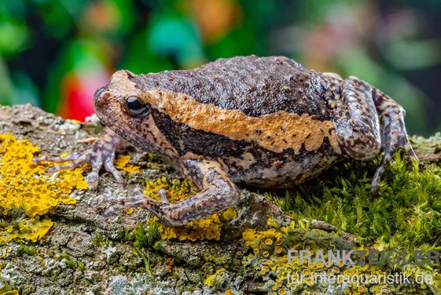 Indischer Ochsenfrosch, Kaloula pulchra