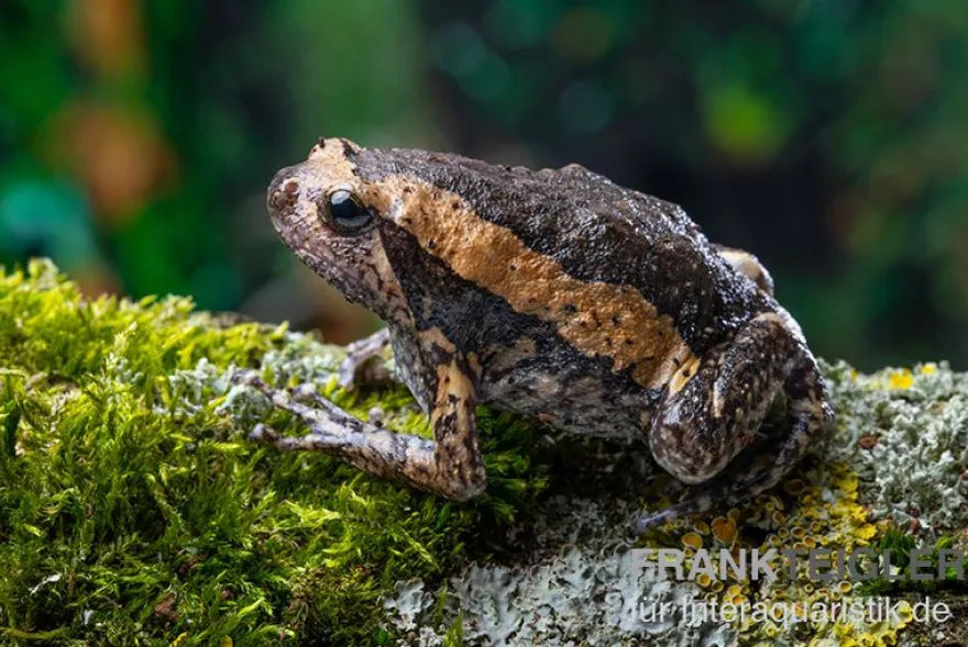 Indischer Ochsenfrosch, Kaloula pulchra