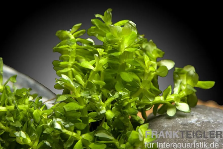 Indische Rotala, Rotala indica/Rotala bonsai, In Vitro