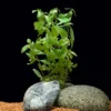 Indischer Wasserfreund, Hygrophila polysperma, im Topf