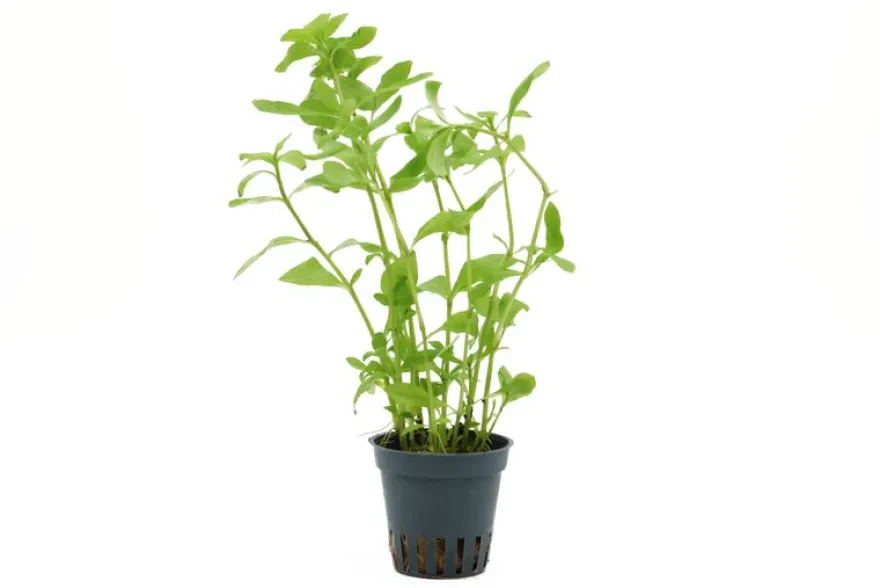 Indischer Wasserfreund, Hygrophila polysperma, im Topf