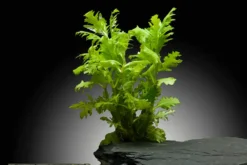 Indischer Wasserwedel, Hygrophila difformis, im Topf