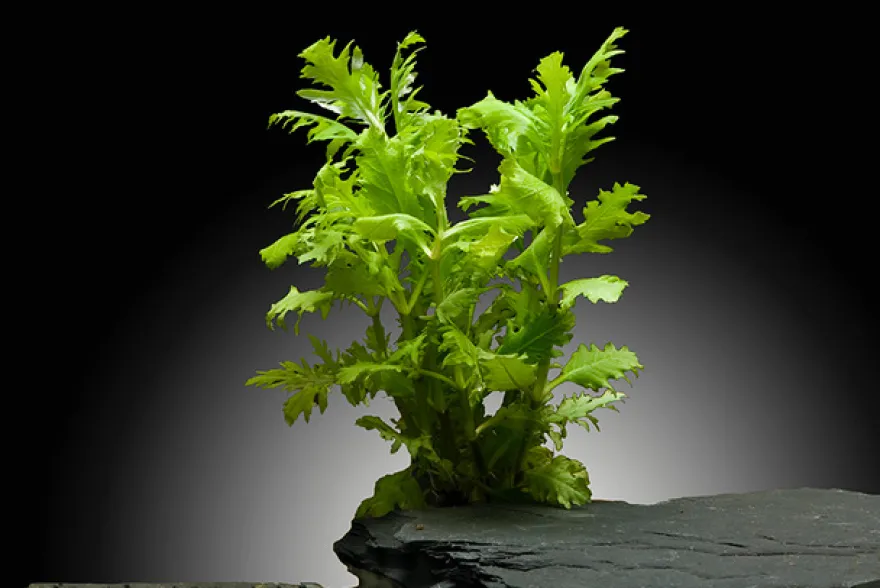Indischer Wasserwedel, Hygrophila difformis, im Topf