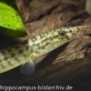 Indischer Zwergstachelaal, Macrognathus pancalus