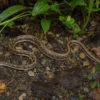 Indische Schmucknatter, Coelognathus helena