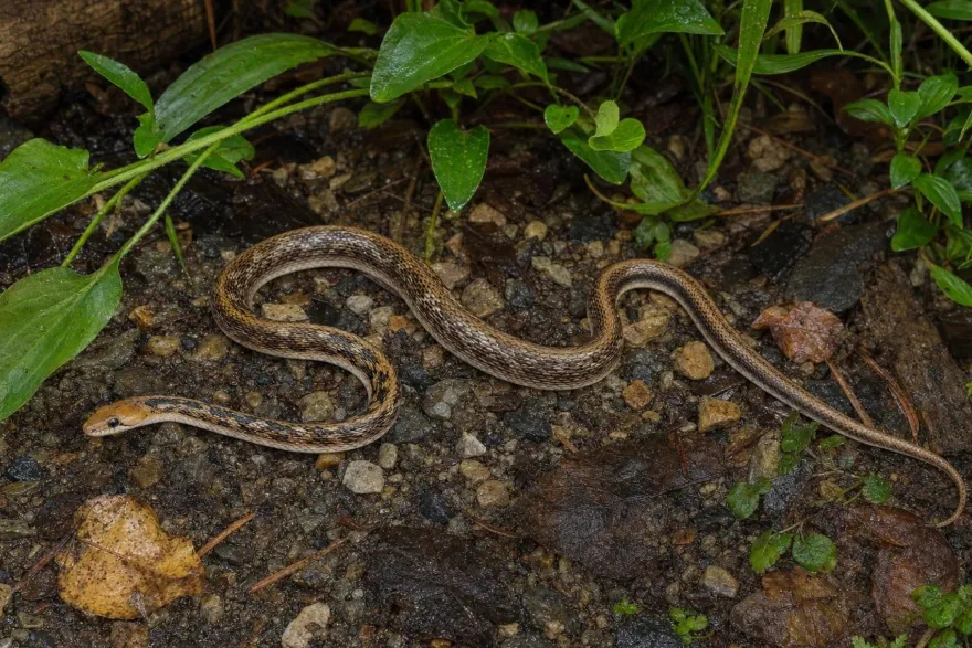 Indische Schmucknatter, Coelognathus helena