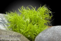 Indisches Sternkraut, Pogostemon deccanensis (erectus), In Vitro