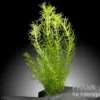 Indisches Sternkraut, Pogostemon deccanensis (erectus), im Topf