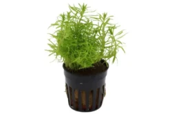 Indisches Sternkraut, Pogostemon deccanensis (erectus), im Topf