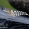 Indische Streifengarnele, Neocaridina babaulti