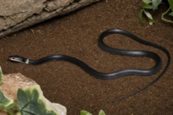 Indochinesische Bänder-Wolfszahnnatter, Lycodon neomaculatus
