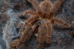 Indonesische Baumvogelspinne, Phormingochilus sp. "Rufus"