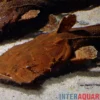 Indonesischer Großmaulwels, Chaca bankanensis