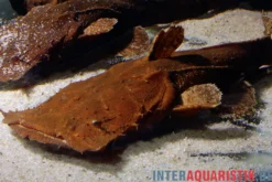Indonesischer Großmaulwels, Chaca bankanensis