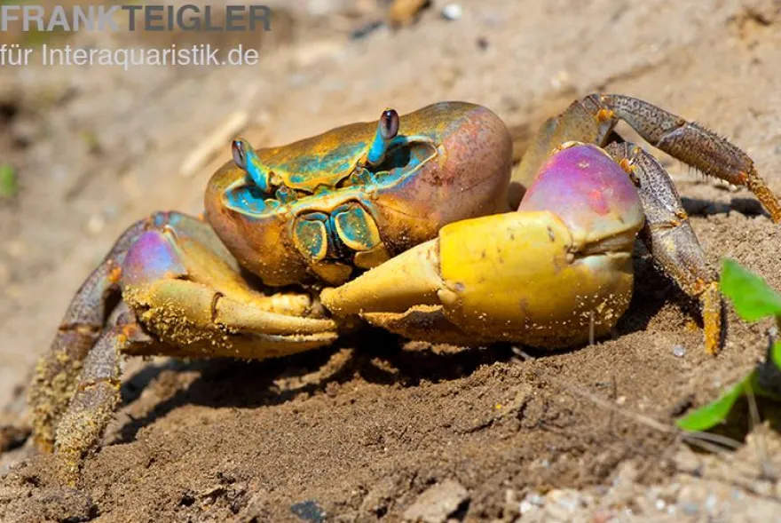 Indonesische Riesenlandkrabbe, Cardisoma carnifex, Zufällig ausgewählt
