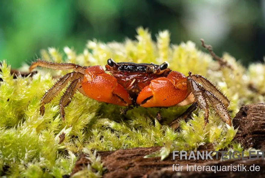 Inkakrabbe, Fasciarma fasciatum, Zufällig ausgewählt