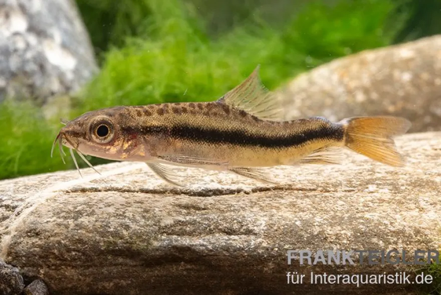 Inle-Zwergschmerle, Yunnanilus brevis
