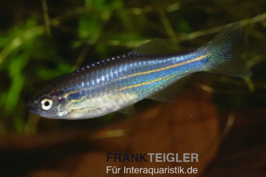 Inselbärbling, Danio kerri