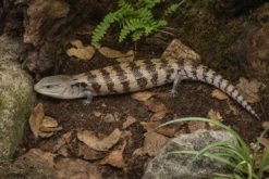 Irian-Jaya-Blauzungenskink, Tiliqua sp. irian jaya
