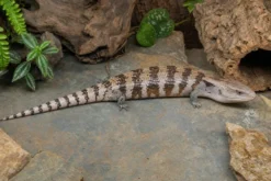 Irian-Jaya-Blauzungenskink, Tiliqua sp. irian jaya
