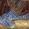 Iriri-Harnischwels, Hypancistrus spec. L236, 4-5 cm