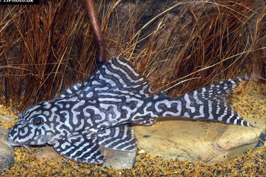 Iriri-Harnischwels, Hypancistrus spec. L236, 4-5 cm