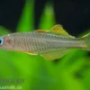 Ivantsoff's Blauauge, Pseudomugil ivantsoffi